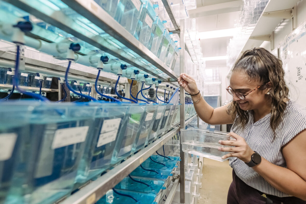 Rachel Brewster’s lab advances understanding of how organisms adapt to oxygen deprivation—with an eye toward new medical treatments