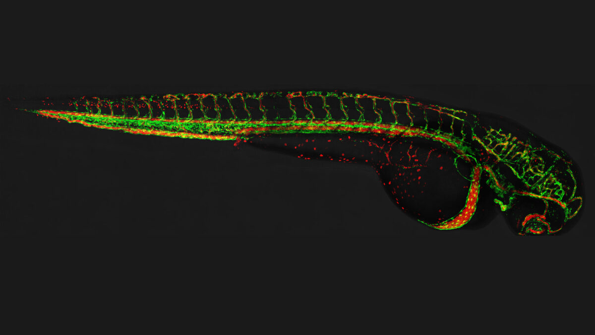 New Art of Science award recognizes UMBC students who communicate research visually